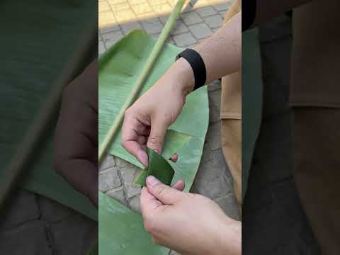 Banana Leaf Seed Pots: My Biodegradable Method