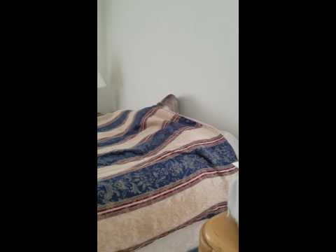 Thumbnail for Ra nesting in between the pillows by The Pillows