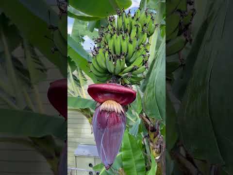 Garden Banana Tree Time Lapse 🍌 #garden #gardening #banana #tree