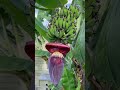 Garden Banana Tree Time Lapse 🍌 #garden #gardening #banana #tree