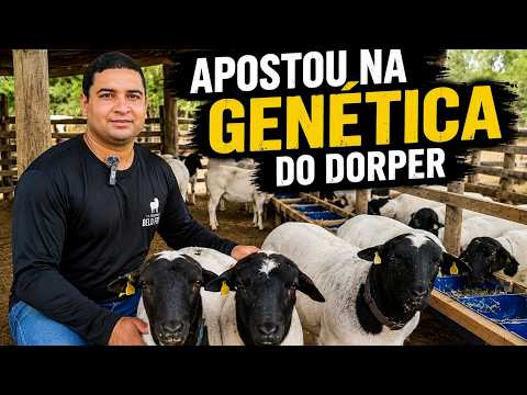 ELE ESTÁ INVESTINDO MUITO NA GENÉTICA DO DORPER NO SERTÃO
