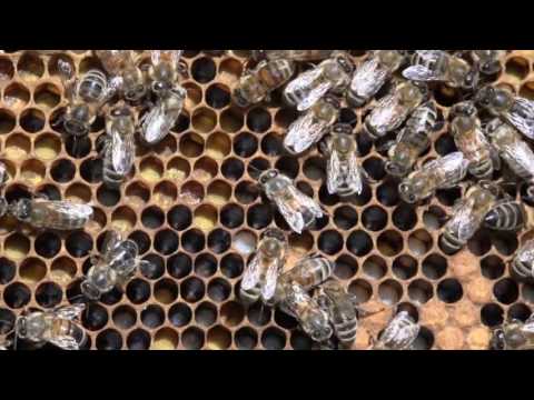 W służbie natury- Pszczoła (sezon 2015)