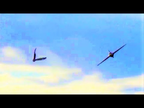 Bird Avoids Birdstrike with Rc Jet