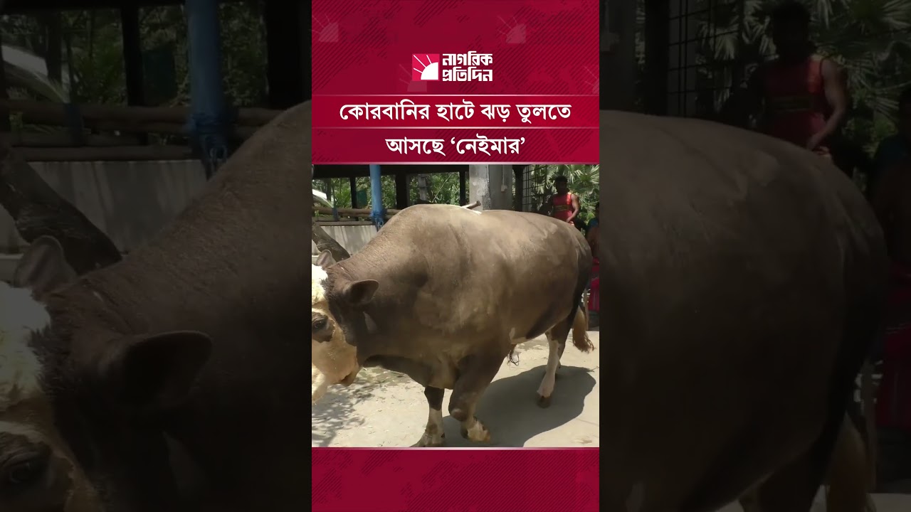 কোরবানির হাটে ঝড় তুলতে আসছে ‘নেইমার’