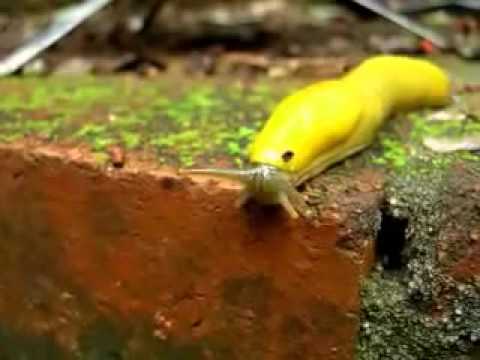De gecamoufleerde banaan - Banana Slug in a Rush