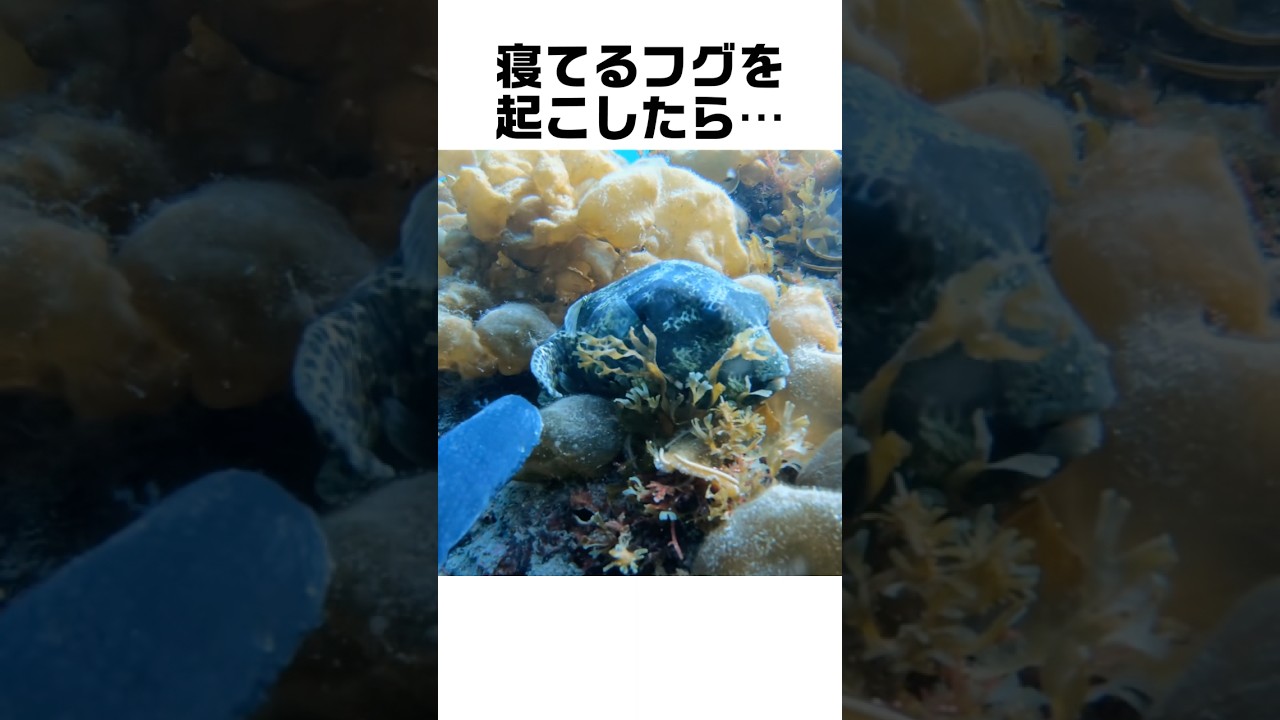 寝てるフグを起こした結果…