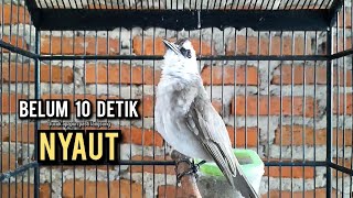 Download lagu trucukan gacor ROPEL PANJANG buat pancingan trucukan agar bunyi JADIKAN burung trucuk gacor EMOSI mp3 Download lagu trucukan gacor ROPEL PANJANG buat pancingan trucukan agar bunyi JADIKAN burung trucuk gacor EMOSI mp3