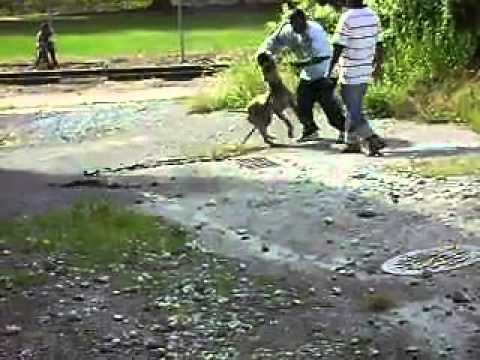 Wahid Vs Kush Kennel's Kelvin