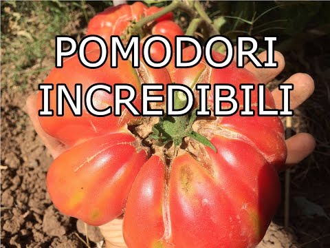 , title : '10 Trucchi per coltivare Pomodori Incredibili, Potatura e Fertilizzazione'