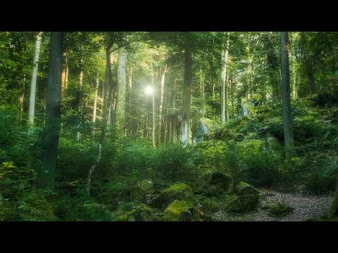 🌳 4K - Relaxing Nature Sounds For Stress Relief, Forest Sounds, Bird Song, No AI