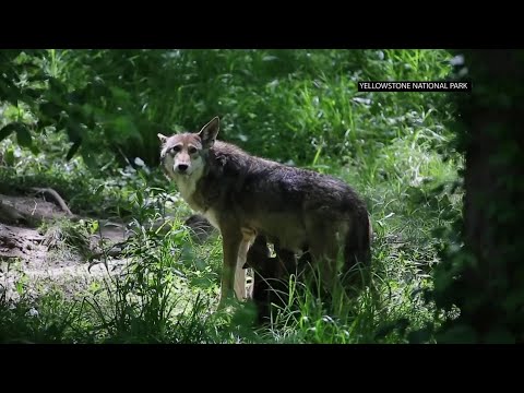 Illegal killings endanger two wolves species Video