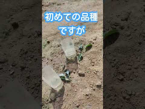 コンパニオンガーデニング：カリフラワーの隣に何を植えますか？  庭園
