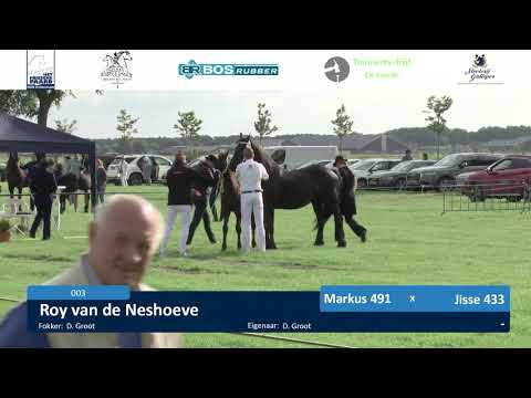 Fokdag Het Friesche Paard Noord-Zuid Holland 7-8-2021 baan 1 hengstveulens