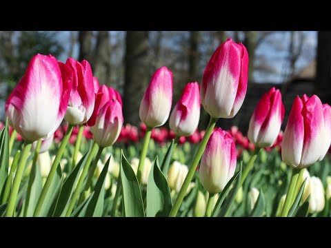 Keukenhof 2022 - Another weekend in Keukenhof Garden, more Tulips are Blooming - 4K