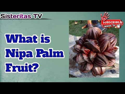 What is Nipa Palm Fruit?- Sisteritas TV