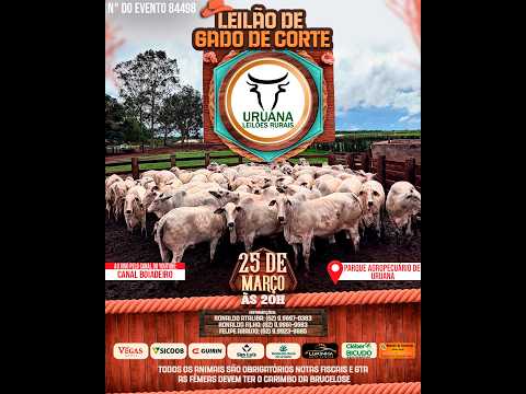 Leilão de Gado -  Uruana Leilões - Leilão de Gado de Corte em Goiás @canal.boiadeiro #live #gado