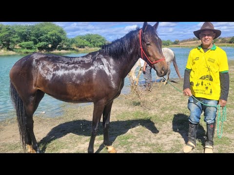 CAVALEIROS DE SÃO TIMÓTEO A CAMINHO DE BOTUQUARA: RIACHO DE SANTANA BAHIA 5°EPISÓDIO 