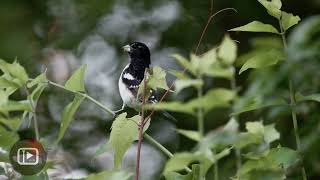 Download lagu Rose-breasted Grosbeak Singing | Clear Spring Song in the Wild mp3