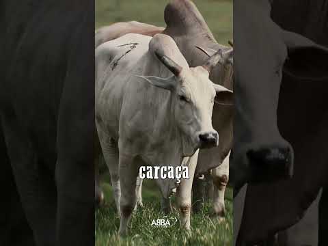 Nelore ABBA - Chamada Leilão