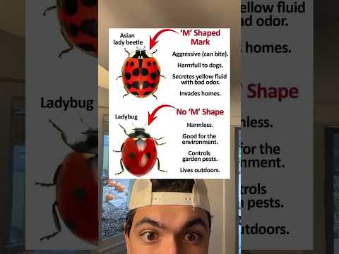 Know the different types of lady bug