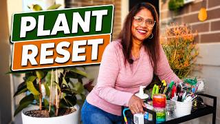 5 Essential Indoor Plant Storage Hacks on a Budget [Setup Tour]