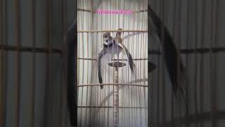 Download lagu Mongolian Lark Mewah Milik Om James Koko mp3