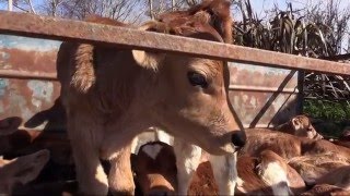 New Zealand Dairy Industry's Dirty Little Animal Cruelty Secret.