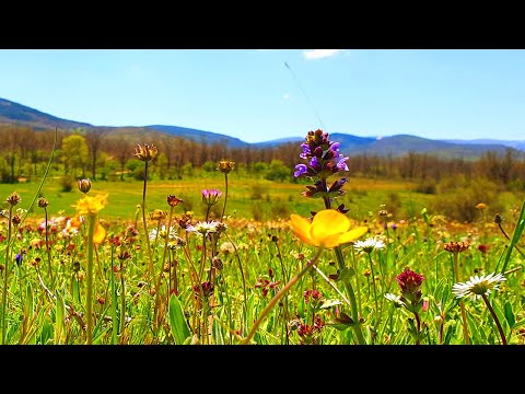 Relaxing Nature Ambience Meditation 🌾Healing Sounds of SPRING MORNING 🌾FLOWERY MEADOW on a Sunny Day