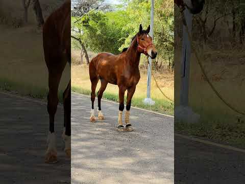 , title : 'Hanoverian Horse Breed'