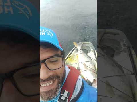 #corvina 13kg #copiapo #chile #atacama #fishing #kayakfishing #pescaenkayak #caldera #shorts #pesca
