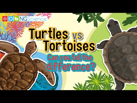 Turtles vs Tortoises – Can you tell the difference?