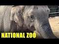National Zoo - Smithsonian National Zoological Park - Full Tour 2024 - Walking Tour - Washington DC