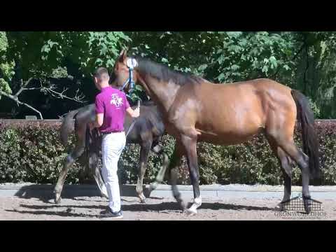 Stutfohlen der Fohlenschau am 02.August 2022