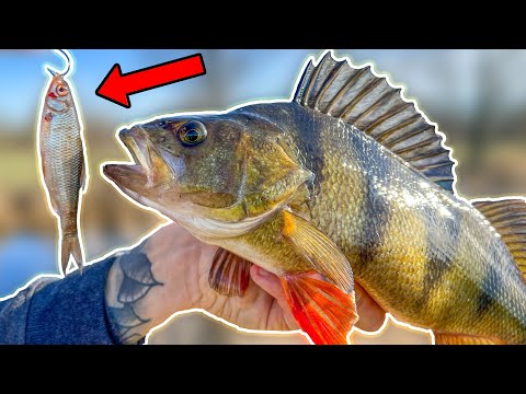 CLASSIC PERCH FISHING USING SMALL ROACH | Team Galant