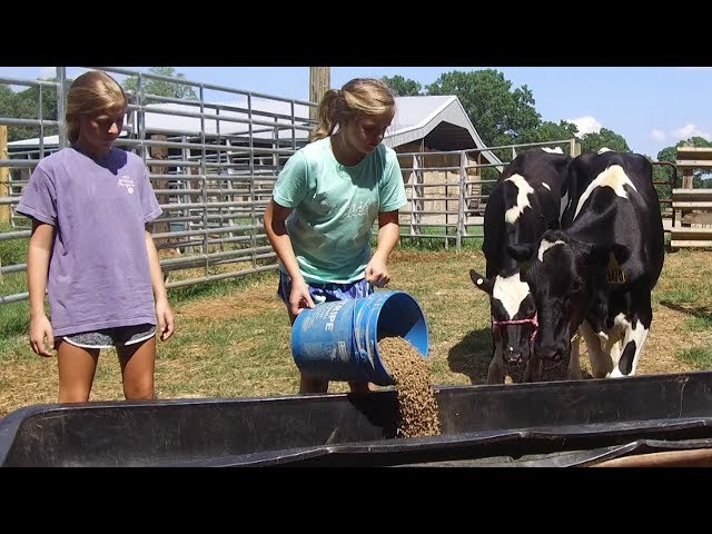 Video Uitspraak van Heifer in Engels