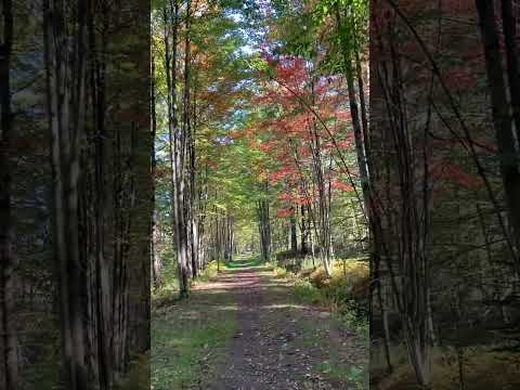 Reflection of pruning & autumn season