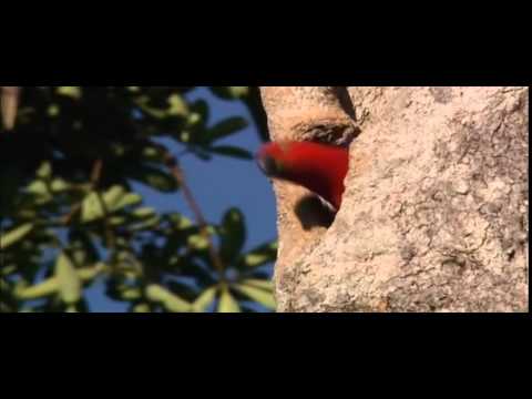 オーストラリアのオウムの名前