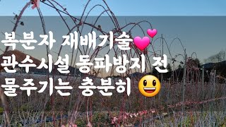 복분자 재배기술 