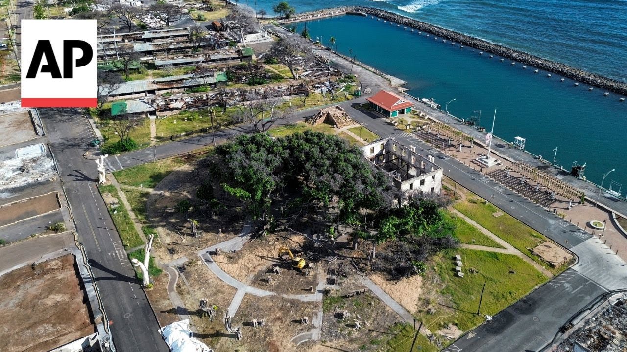 Lahaina's 151-year-old banyan tree is coming back to life after devastating fire