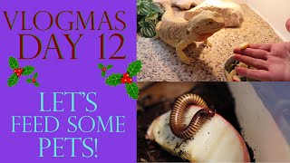 Vlogmas Day 12 | LET'S FEED SOME PETS!