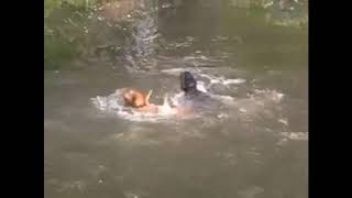Pomsky Training - Teach Your Pomsky Puppy To Swim (Doggy Dan)