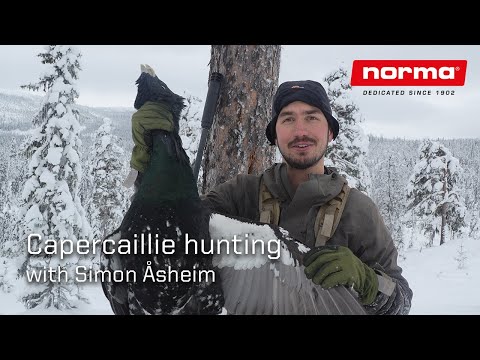 Capercaillie hunting in Norways wilderness