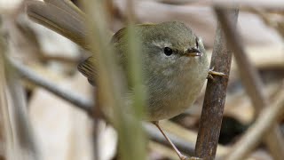 【2月上旬】大阪の公園で野鳥と動植物を観察【大仙公園 / バードウォッチング / Vlog】