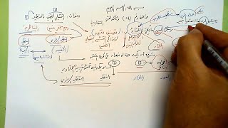 صورة 24 🗍  التمثيلي الضمني بالنظير