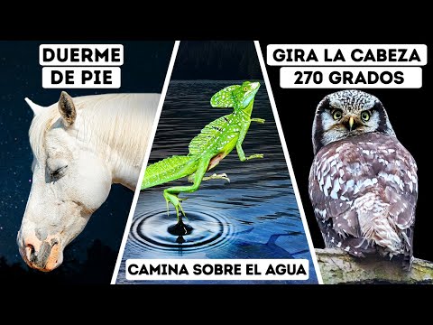 , title : 'Por qué los caballos duermen de pie y 6 superpoderes animales'