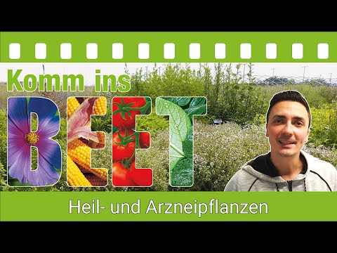 KOMM INS BEET! - Heil- und Arzneipflanzen - Teil 1