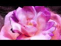 Its A Dream Lil Uzi Vert Ft Snowstrippers Slowed