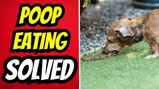 How To Stop Dog From Eating Poop Home Remedies