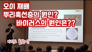 오이 재배 관리 2편 뿌리혹선충 진딧물 바이러스 발생원인과 해결책은?