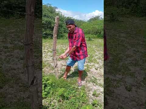 o poeta paizinho lá da cidade salgadinho Paraíba